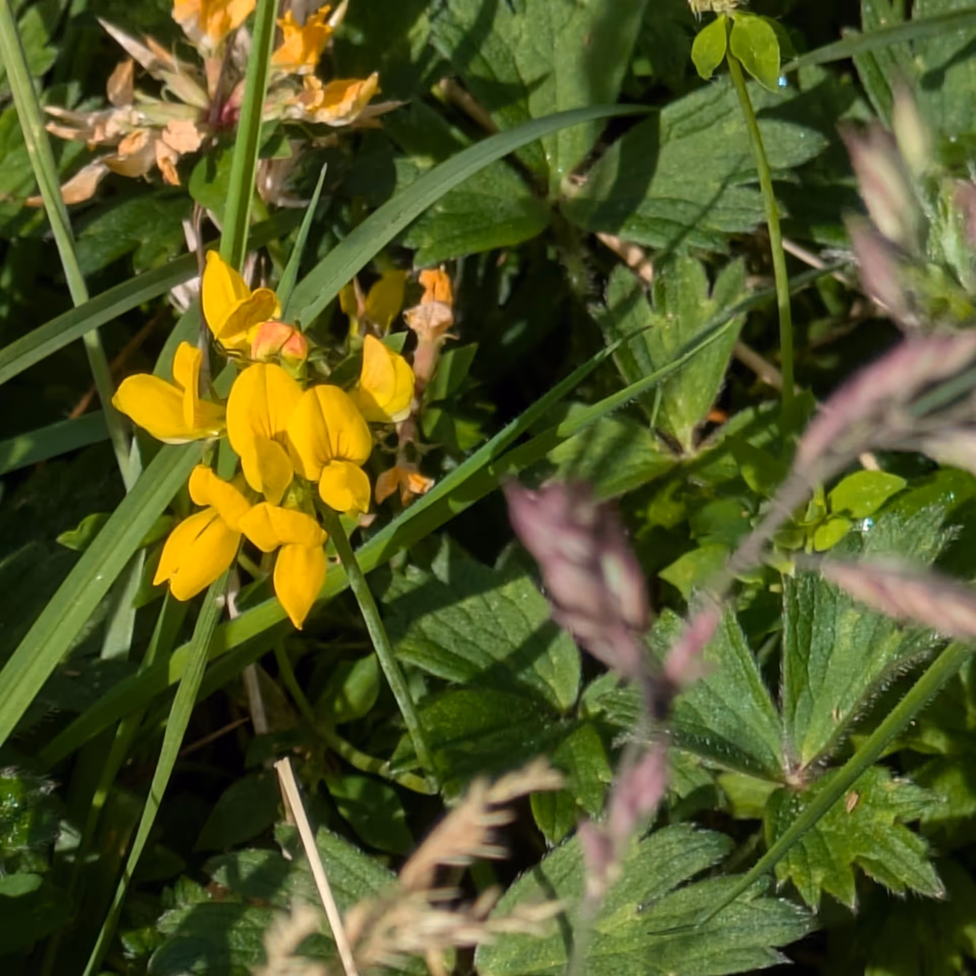 Bird's Foot Trefoil