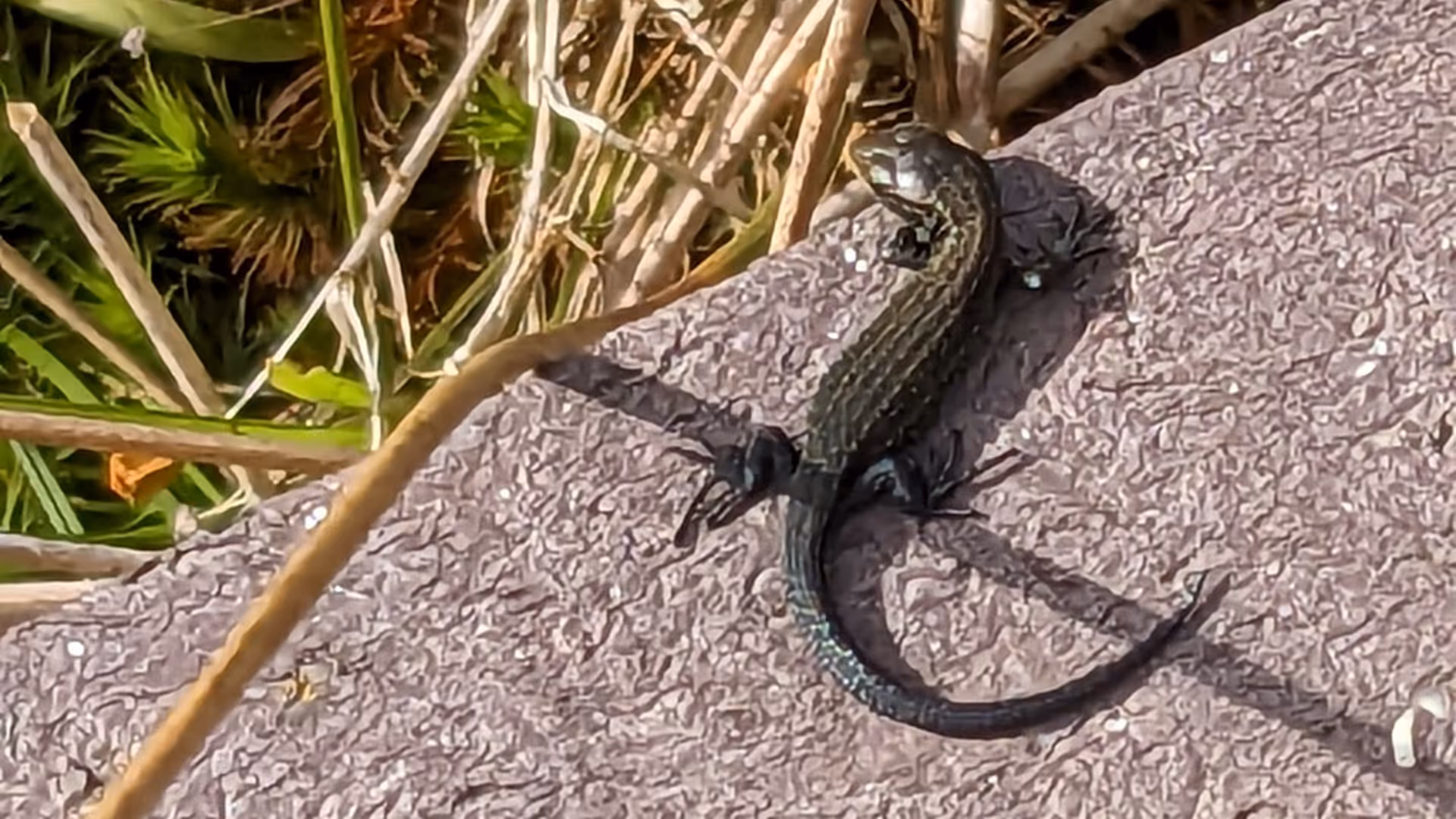 Lizard on board walk in woodland