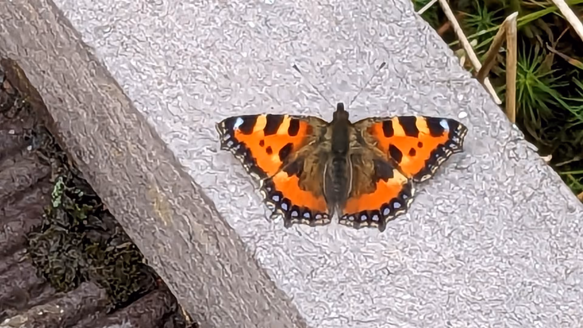 Small Tortoiseshell