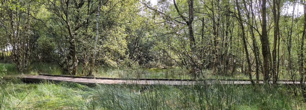 woodland walkway
