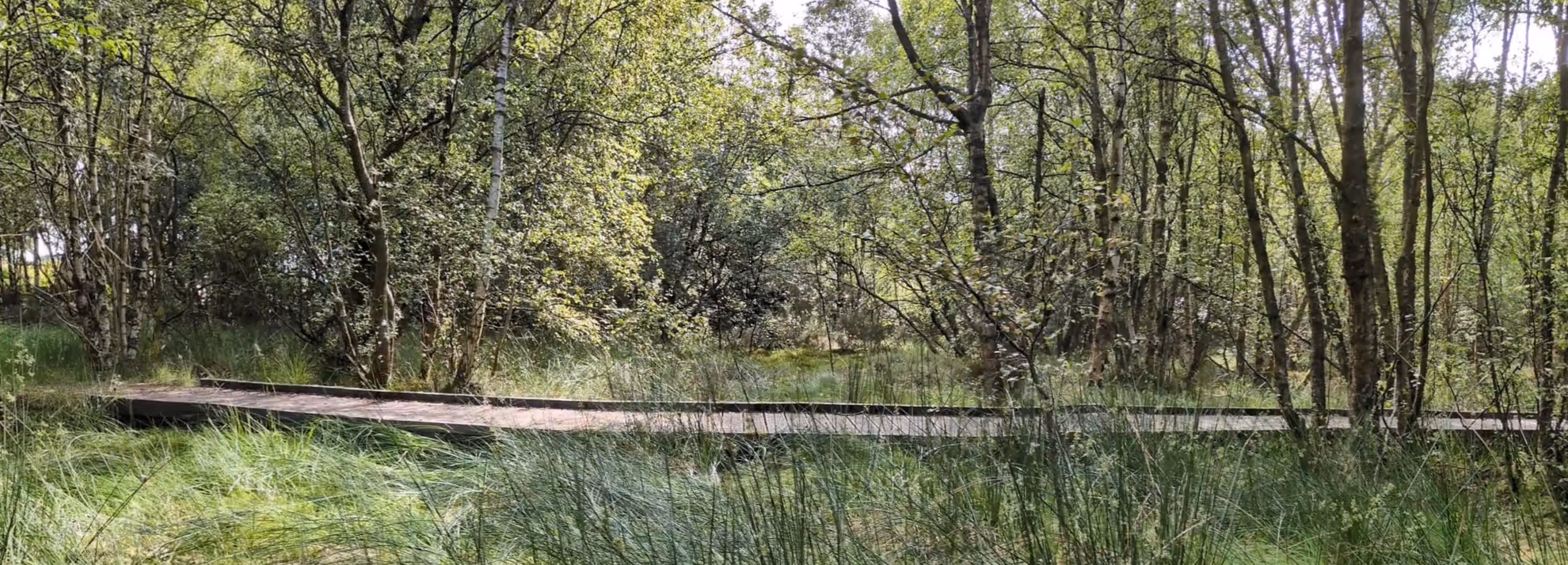 woodland walkway