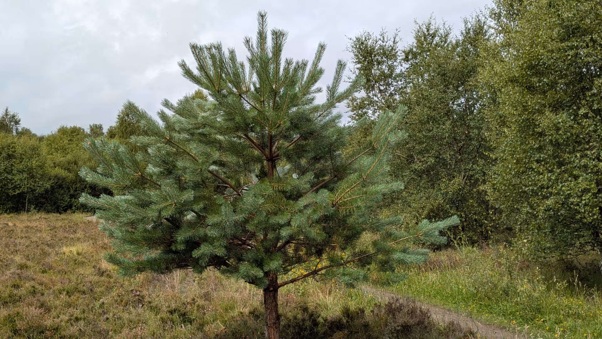 Scots Pine